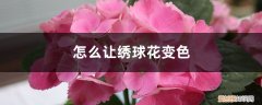 怎样让绣球花变色 怎么让绣球花变色，变色的原因