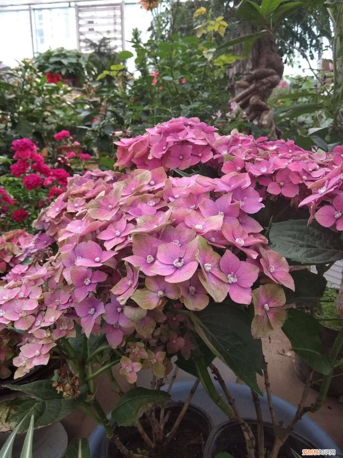 怎样让绣球花变色 怎么让绣球花变色，变色的原因