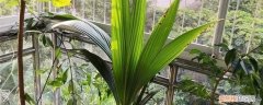 如何在家里种植椰子盆栽 椰子怎么种植，可以盆栽吗