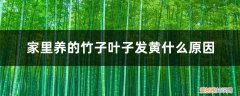 养竹子叶子发黄怎么办 家里养的竹子叶子发黄什么原因