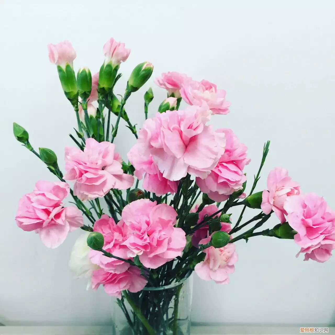康乃馨花束图片欣赏 康乃馨的花语是什么