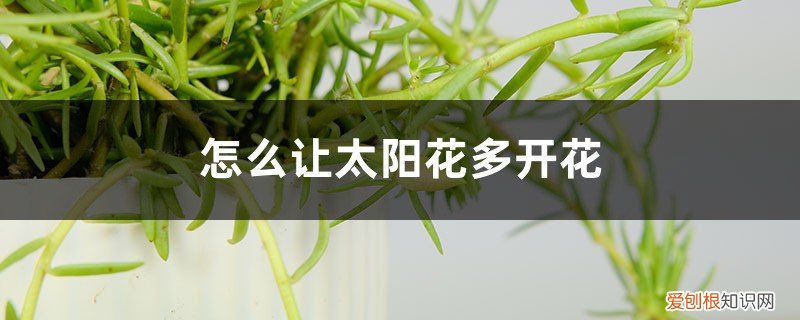 怎样让太阳花开花多 怎么让太阳花多开花，花朵小怎么回事