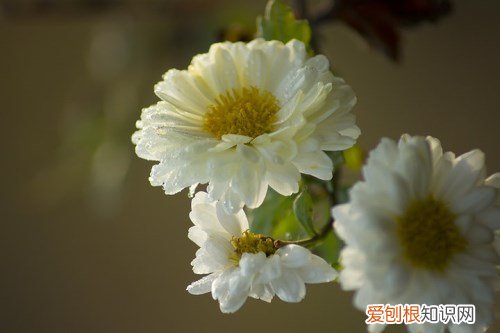 白菊花的功效2017 白菊花泡水喝有哪些禁忌