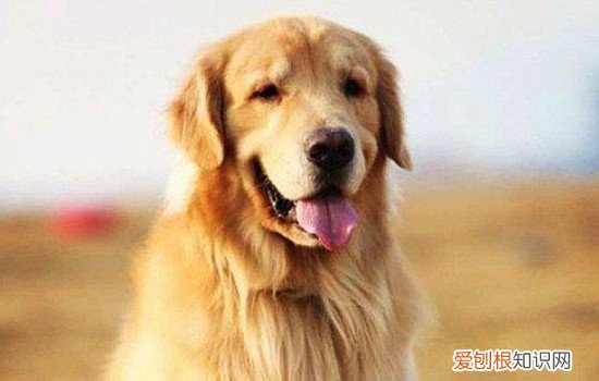 金毛绝育的好处 金毛绝育有什么影响