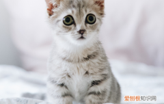 猫咪老尿被子怎么治 猫咪老尿被子怎么办