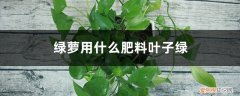 绿萝叶片小不长叶用什么肥料 绿萝用什么肥料叶子绿，叶子不绿怎么办