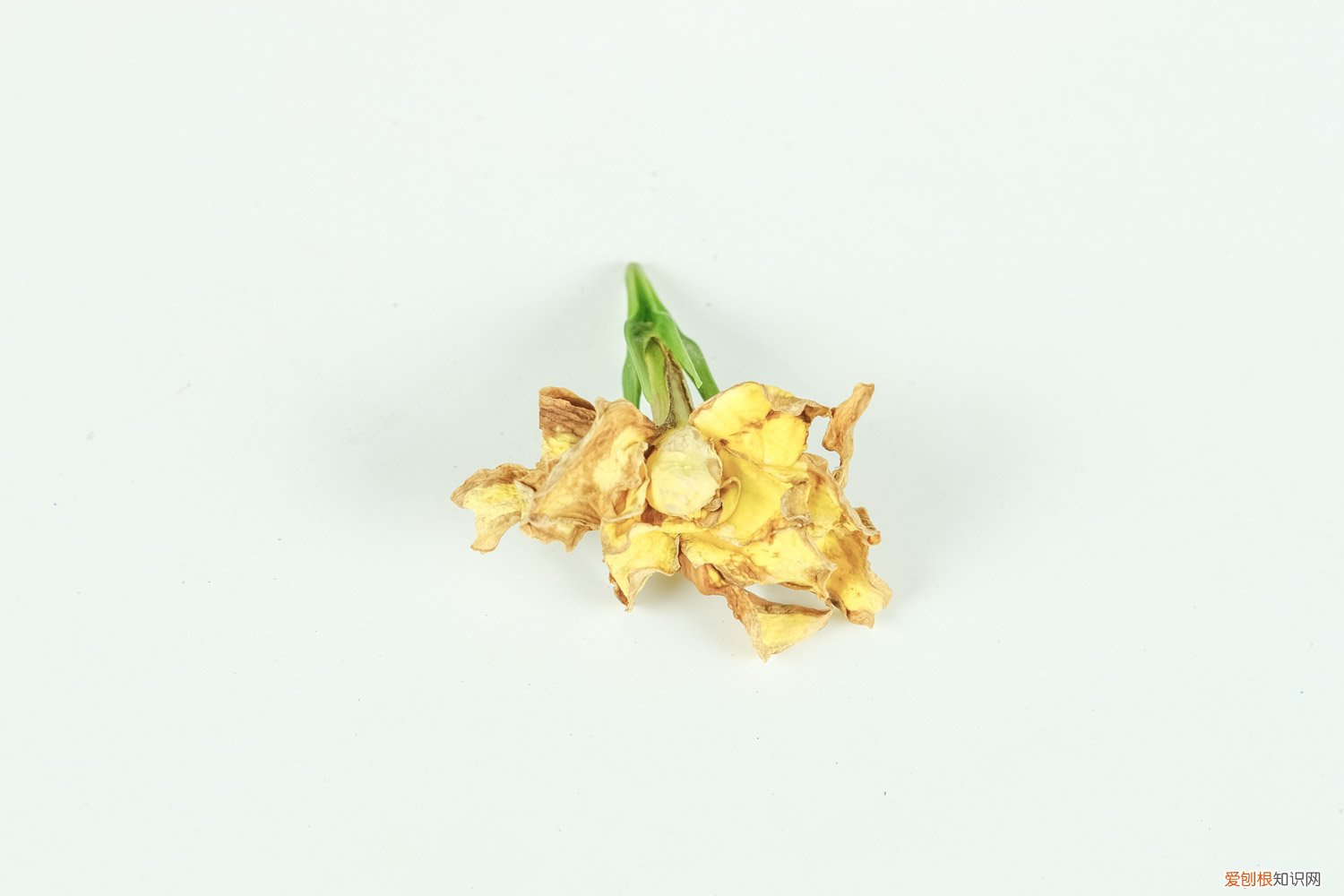 栀子花叶子发黄变黑是什么原因 栀子花老黄叶子，花苞变黑怎么办？