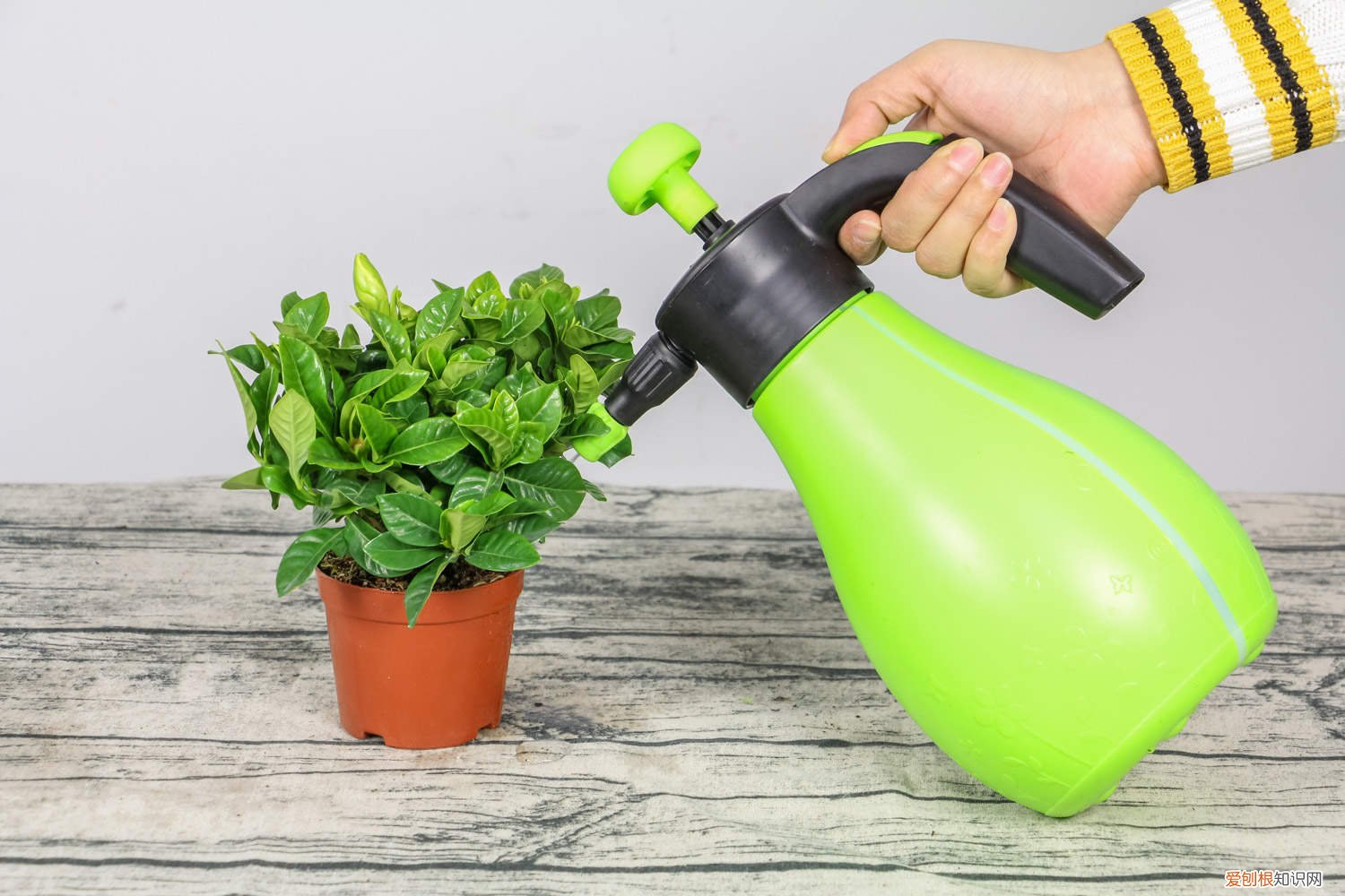 栀子花新出的叶子发黄怎么办 栀子花新叶变黄怎么办