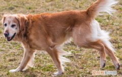 金毛怀孕初期症状 金毛怀孕初期表现