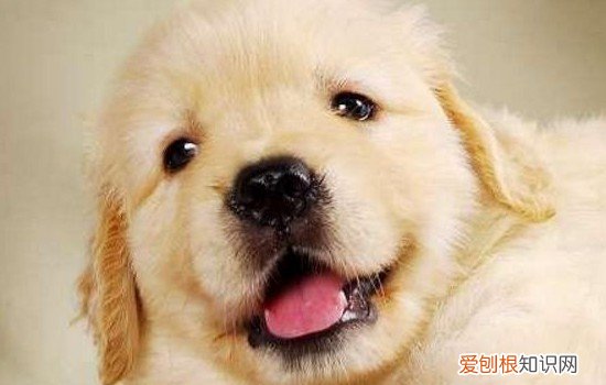 怎么解决金毛口臭 怎么解决金毛口臭问题