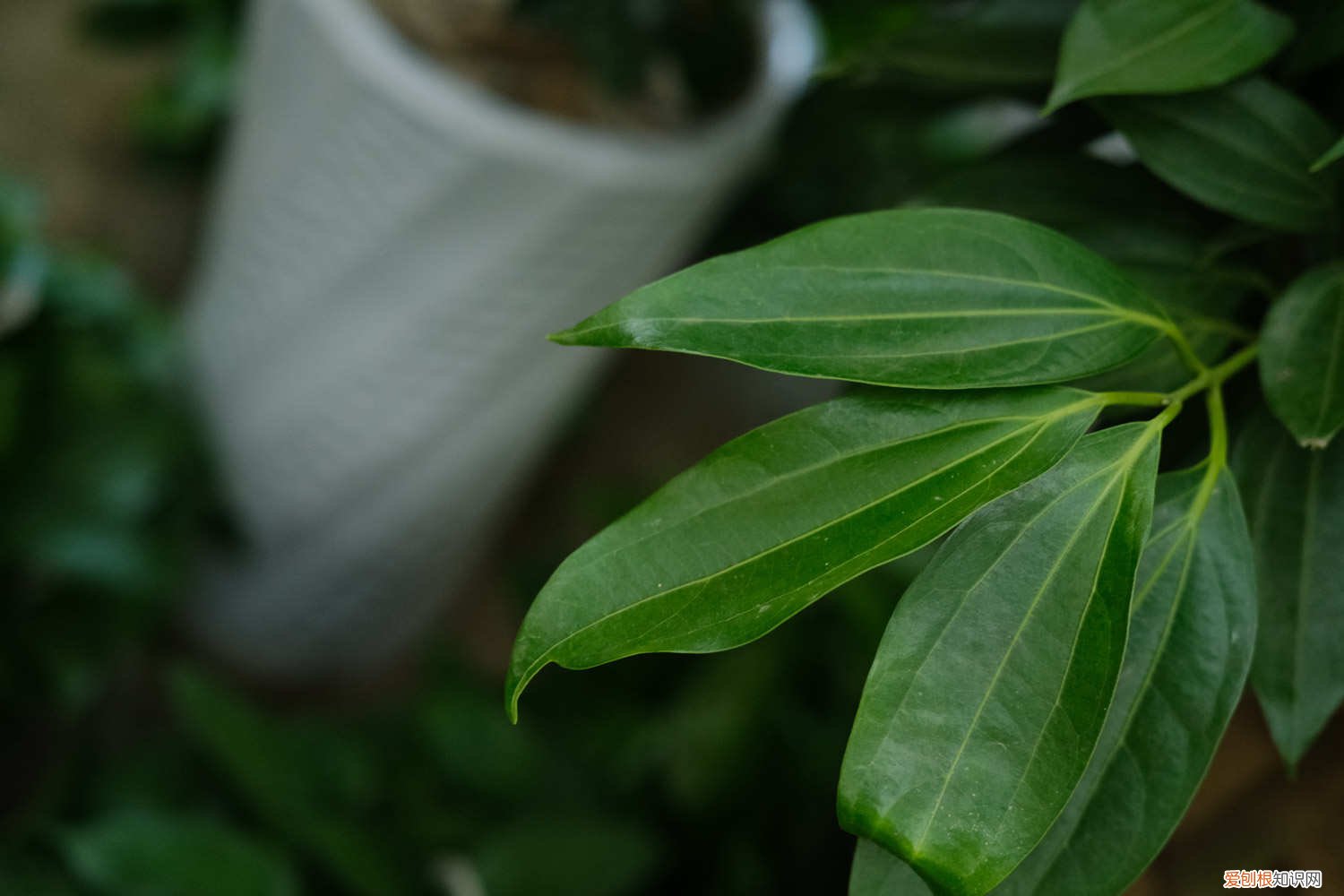 平安树叶子变黄怎么办 平安树叶子发黄怎么办