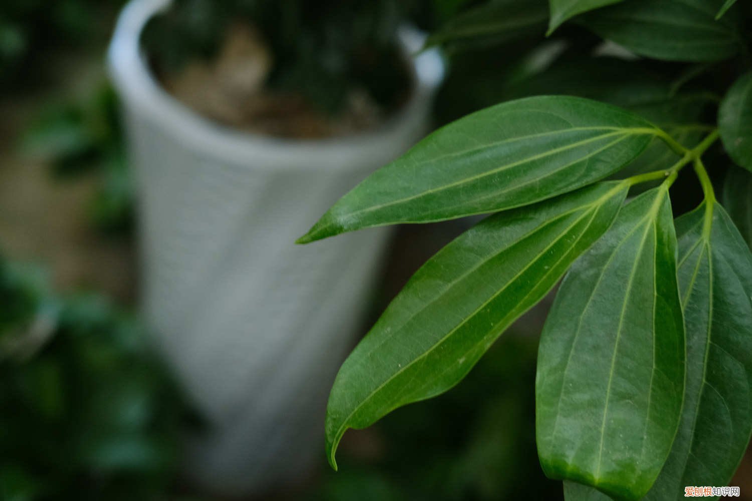 平安树叶子变黄怎么办 平安树叶子发黄怎么办