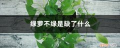 绿萝老是黄叶 “绿萝”为啥总黄叶？老花农告诉你，因为缺了“它”