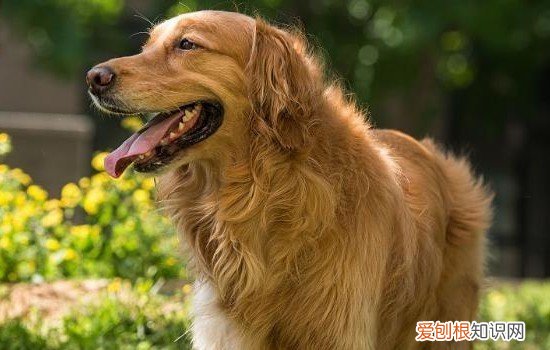 怎么给金毛驱虫 金毛驱虫方法