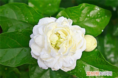 茉莉花图片赏析 茉莉花有什么用途