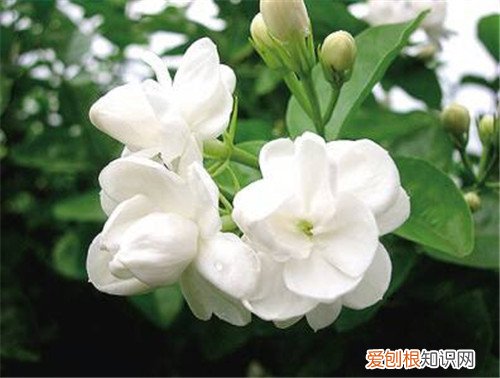 茉莉花图片赏析 茉莉花有什么用途