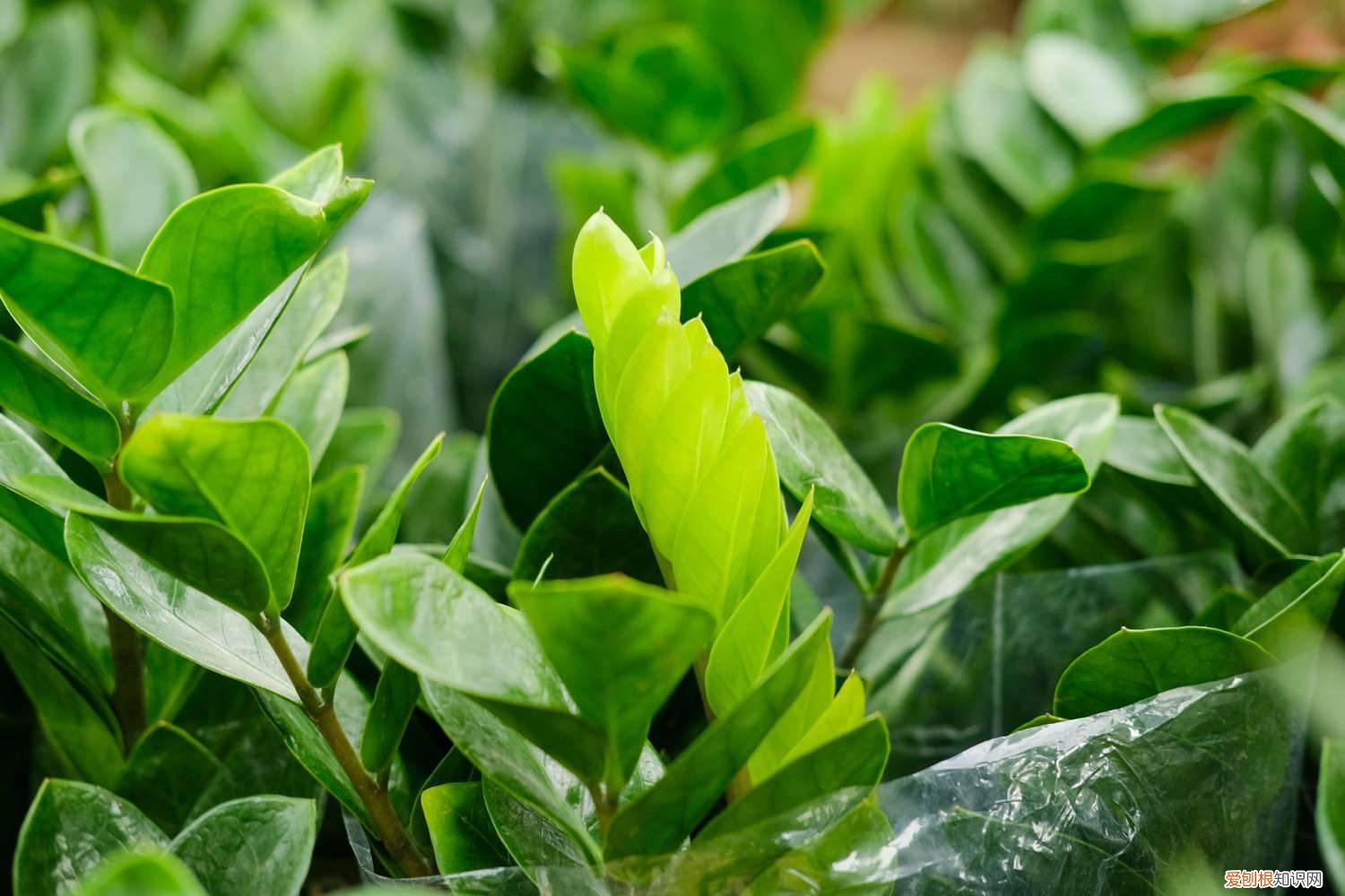 金钱树叶子发黄了怎么办? 金钱树叶子黄了怎么办