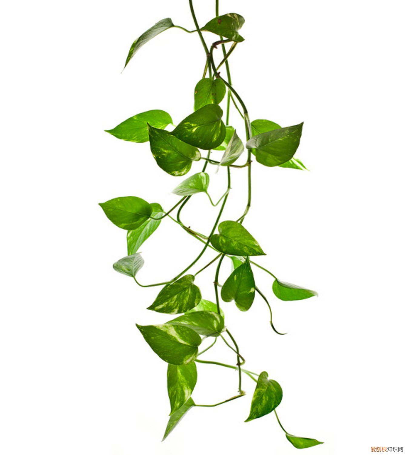 绿萝黄叶什么问题 你家绿萝黄叶吗,原来这“3个”位置不能放,快看看你中招没!