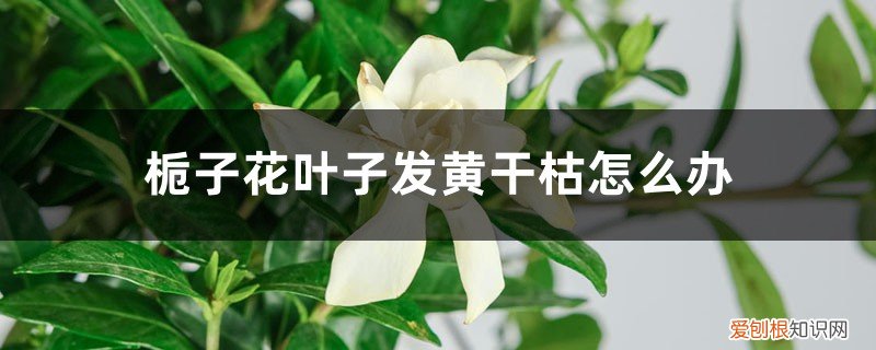 栀子花叶子发黄干枯掉叶子不开花怎么办 栀子花叶子发黄干枯怎么办