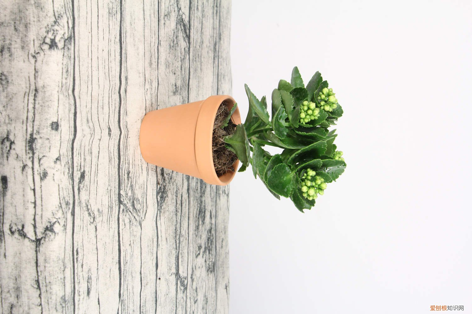 长寿花有黄叶怎么回事 长寿花黄叶是怎么回事