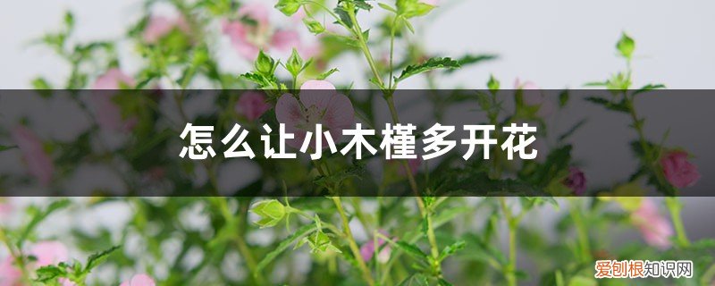 小木槿开花后怎么修剪 怎么让小木槿多开花,开花期怎么养