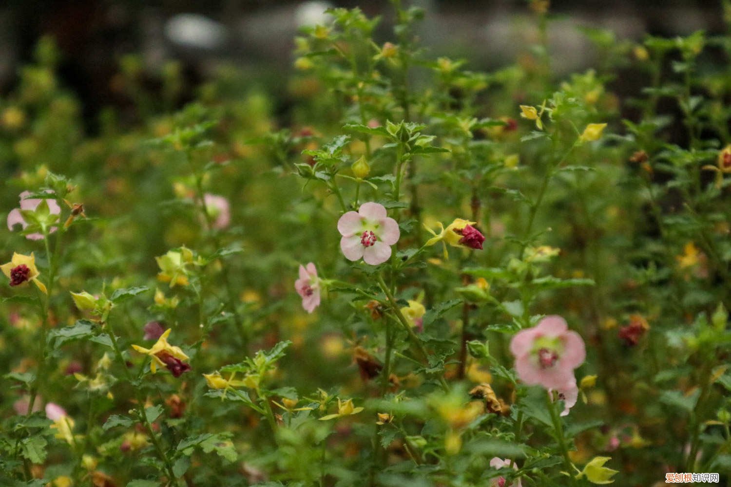 小木槿开花后怎么修剪 怎么让小木槿多开花,开花期怎么养