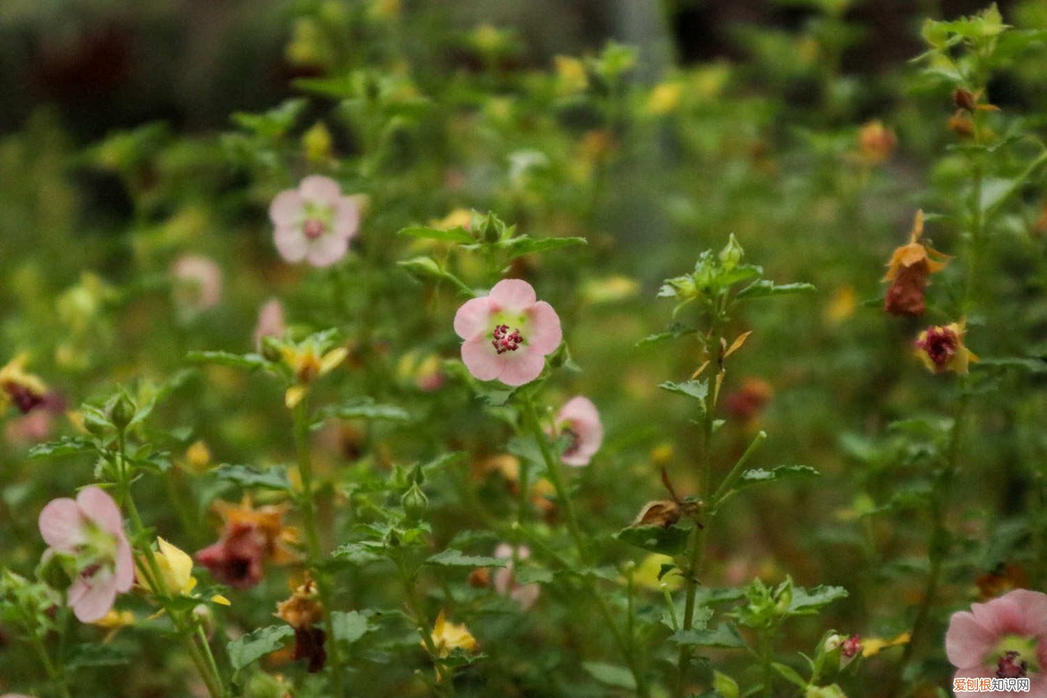 小木槿开花后怎么修剪 怎么让小木槿多开花,开花期怎么养