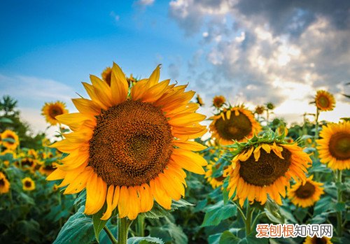 太阳花的花语大全 太阳花要怎么种