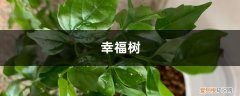 夏天幸福树黄叶掉叶子是怎么回事 幸福树黄叶掉叶，夏天浇点这个水，3天立马绿油油！