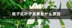 四季栀子花叶子发黄是什么原因 栀子花叶子发黄是什么原因