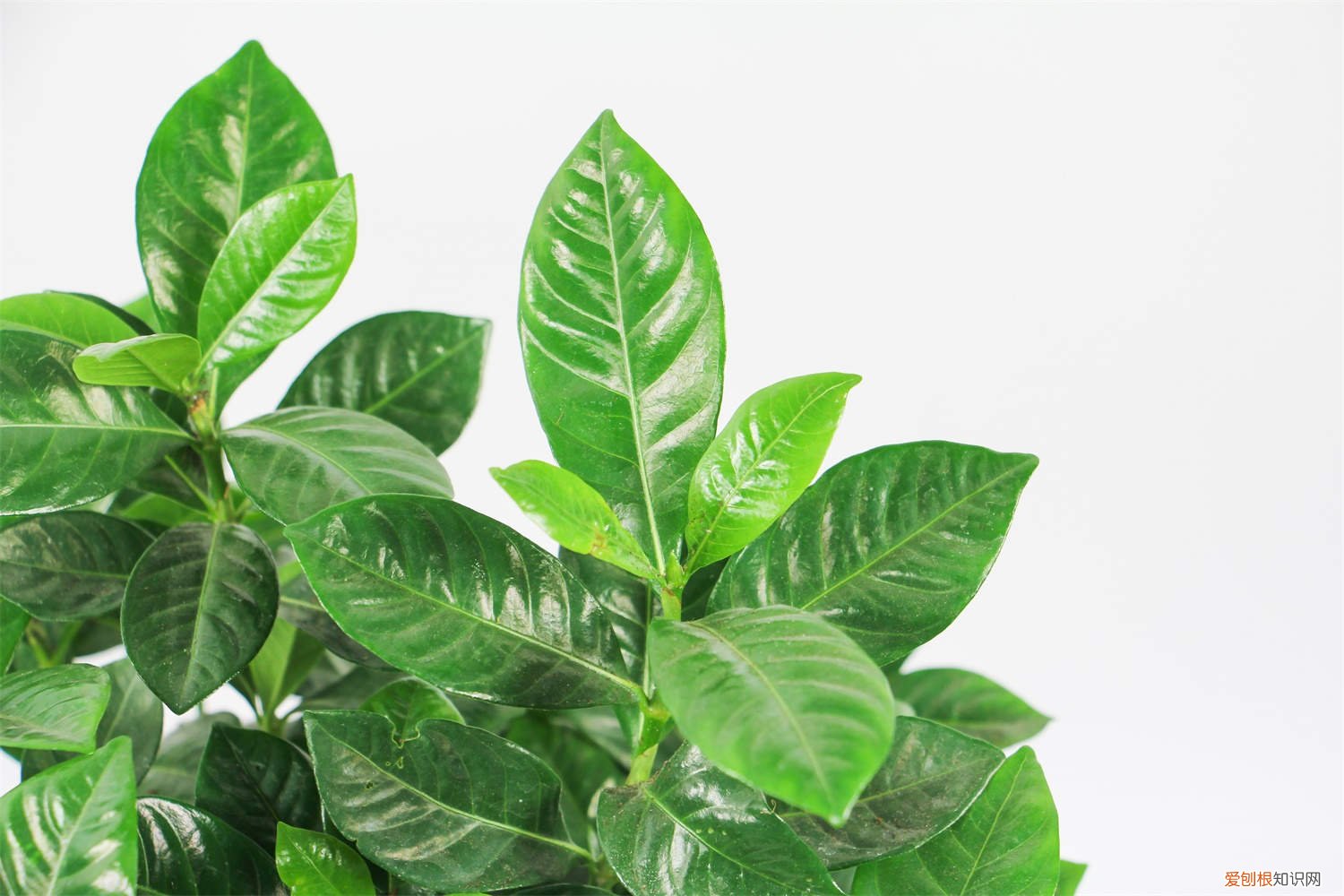 栀子花叶子发黄有斑点怎么办视频 栀子花叶子发黄有斑点怎么办