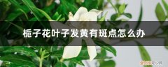 栀子花叶子发黄有斑点怎么办视频 栀子花叶子发黄有斑点怎么办