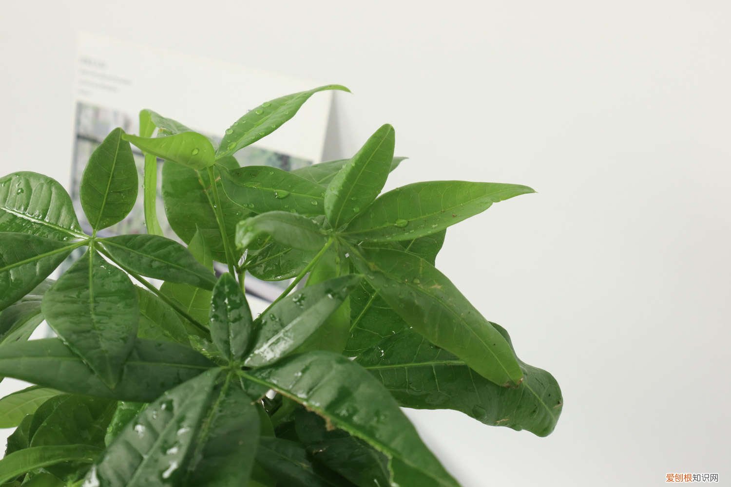 发财树叶子发黄怎么办,发财树的养殖方法和注意事项 发财树叶子发黄怎么办