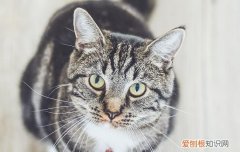 猫烦躁不安一直叫是属于什么症状 猫烦躁不安一直叫