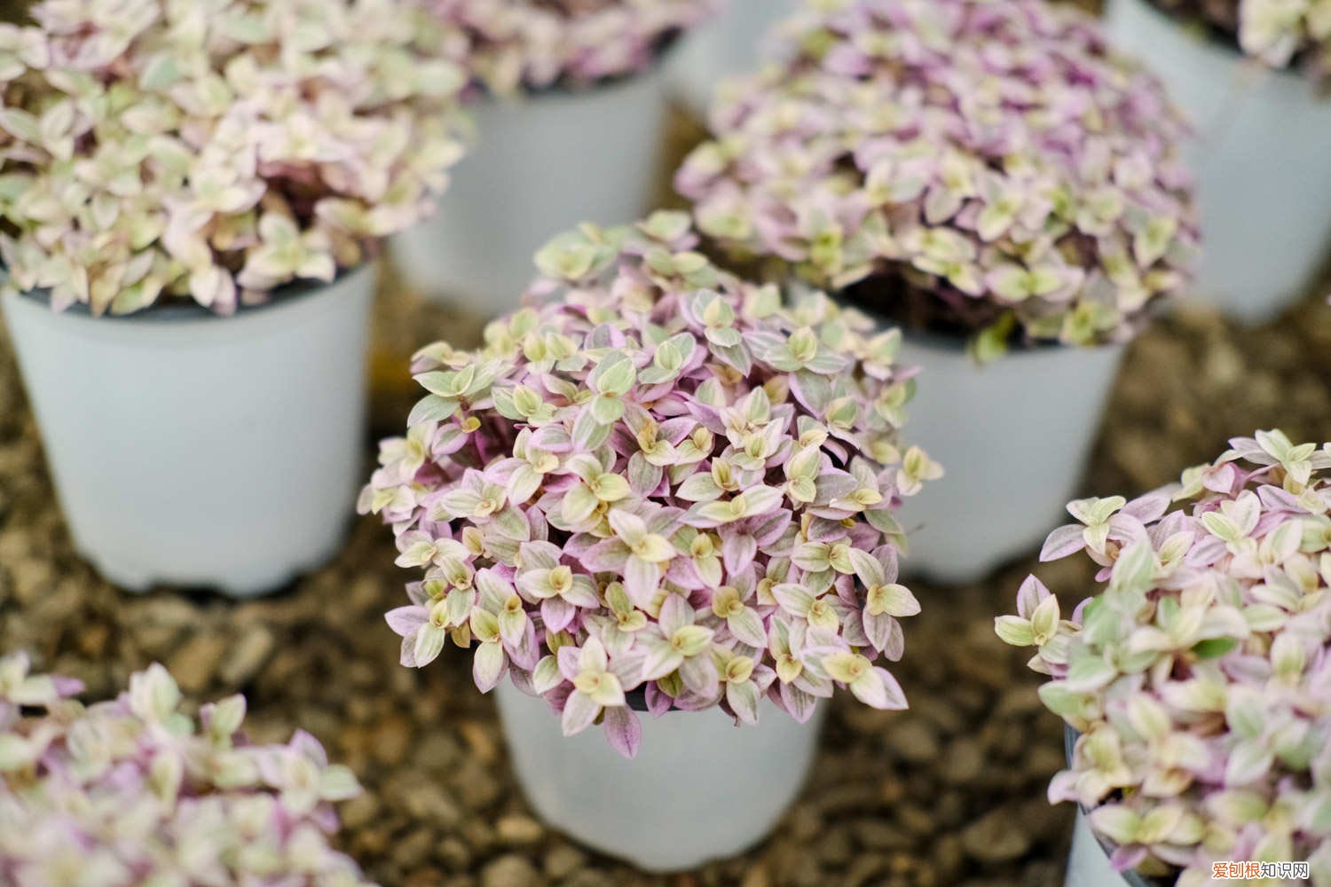 胭脂云繁殖注意事项 胭脂云的养殖方法和注意事项