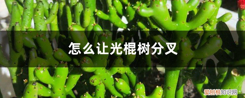 怎样让光棍树多发新枝 怎么让光棍树分叉，太高了怎么修剪