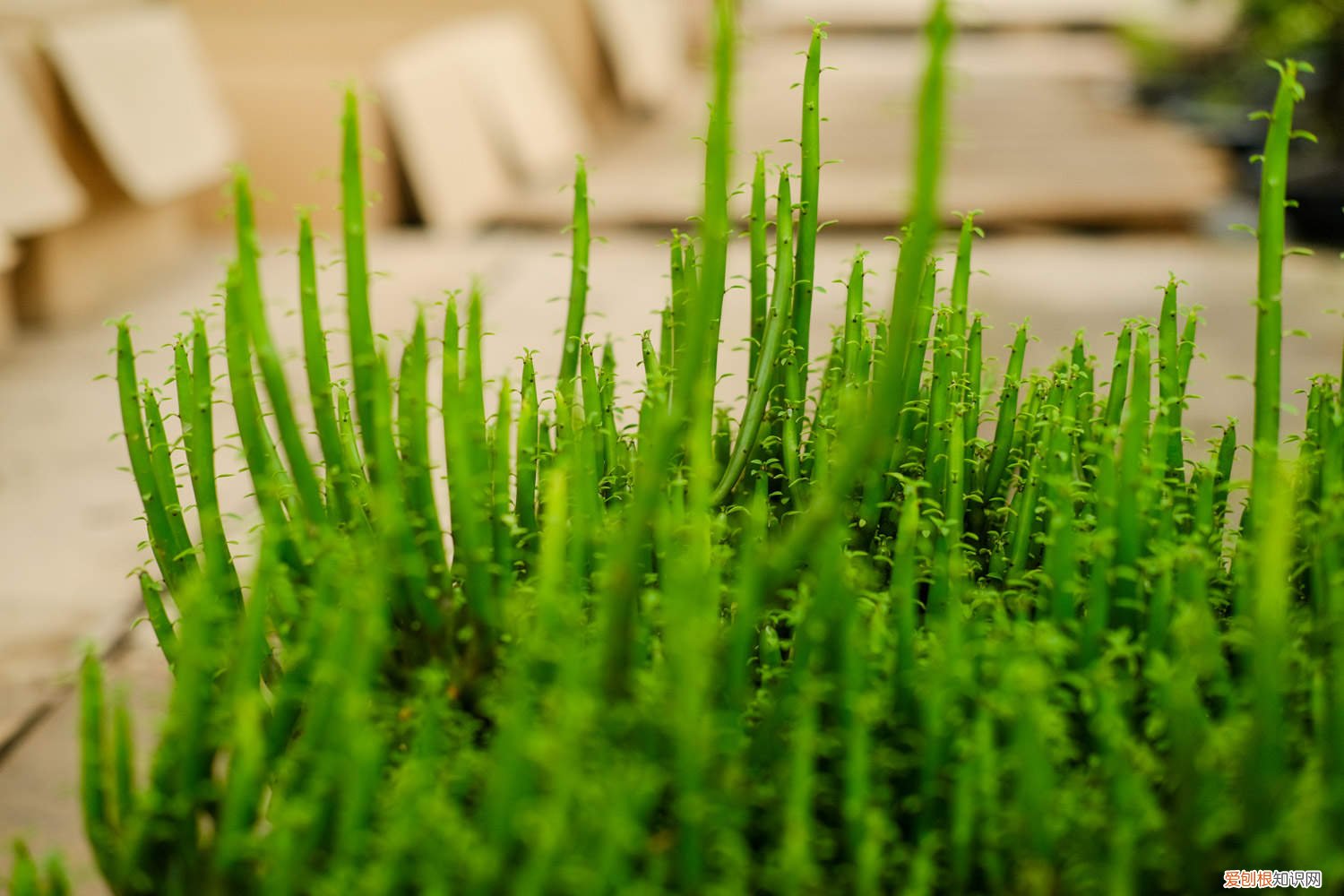 怎样让光棍树多发新枝 怎么让光棍树分叉，太高了怎么修剪