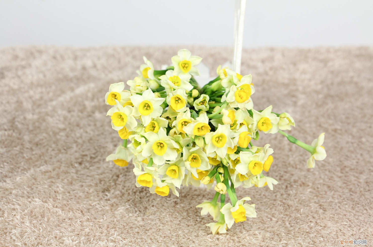 水仙的叶子黄怎么回事? 水仙叶子发黄怎么办