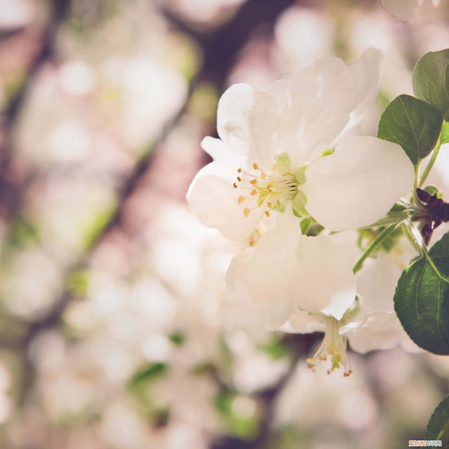 海棠花叶发黄不长是什么原因 海棠花叶子发黄怎么办