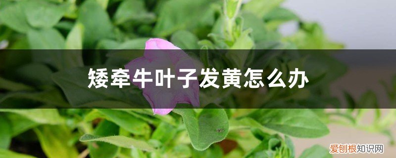 矮牵牛叶子黄了怎么办 矮牵牛叶子发黄怎么办
