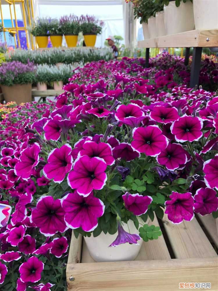 矮牵牛叶子黄了怎么办 矮牵牛叶子发黄怎么办