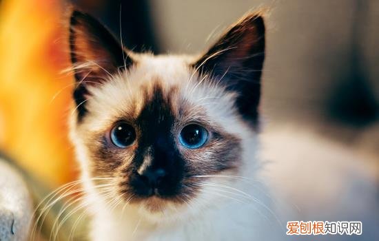 怎么喂小猫吃饭 怎么喂小猫