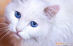 猫时不时打喷嚏没其他症状 猫时不时打喷嚏