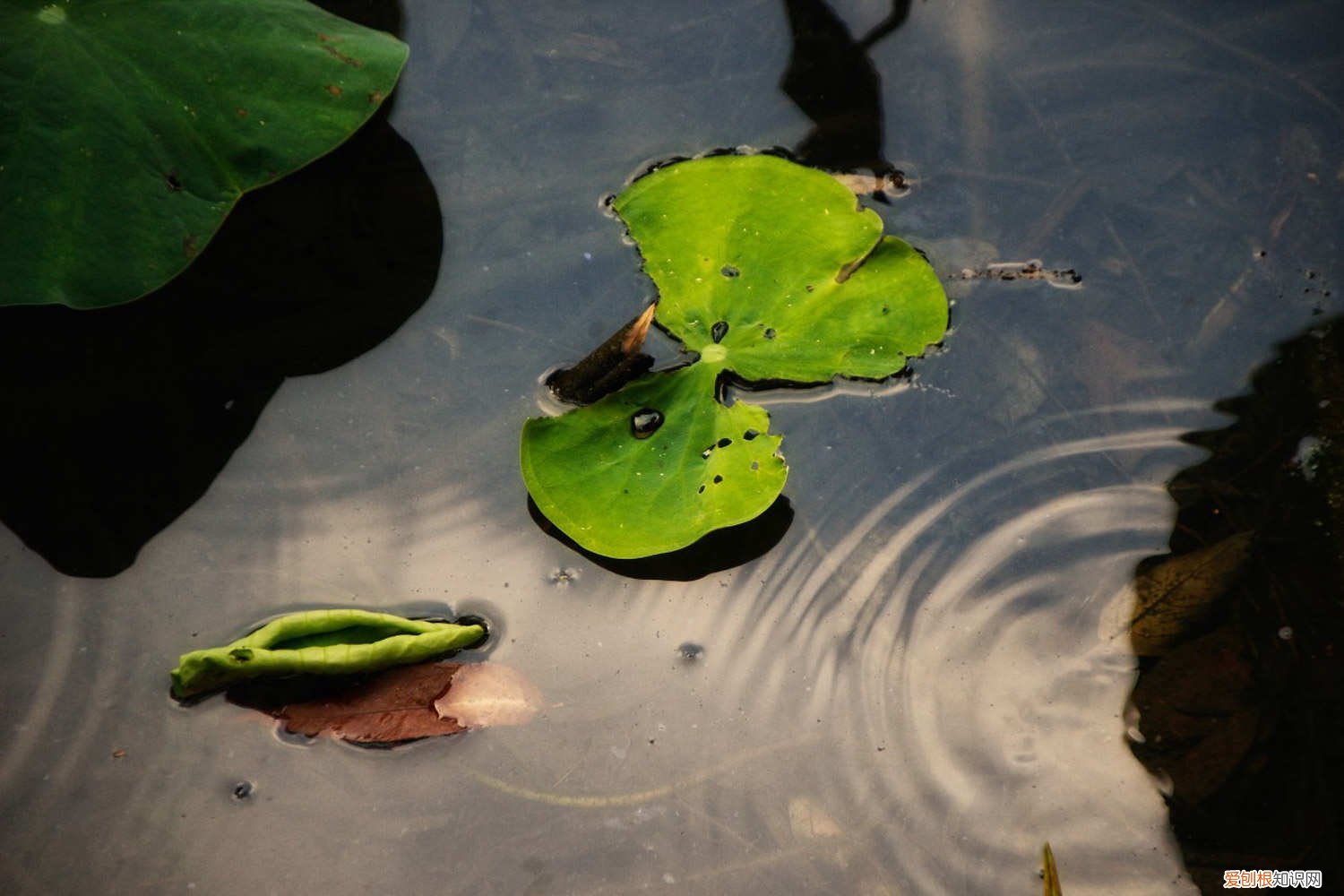 莲花叶子发黄是需要施肥吗 莲花的叶子发黄怎么办