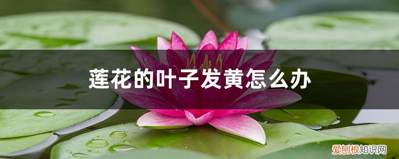 莲花叶子发黄是需要施肥吗 莲花的叶子发黄怎么办