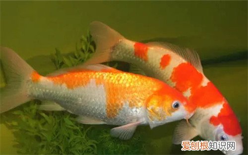 异形观赏鱼种类有哪些 哪些观赏鱼可以在家养