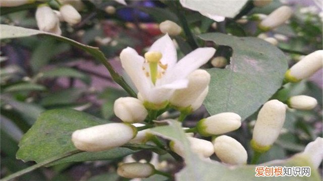 橘子树叶子发黄怎么办视频 橘子树叶子发黄怎么办