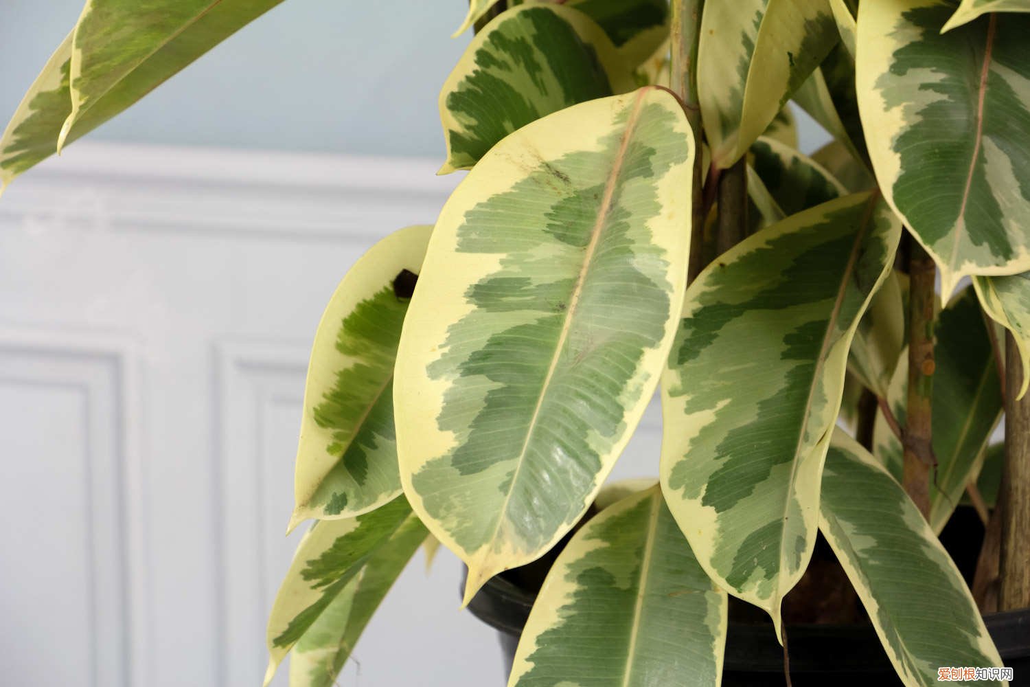 橡皮树叶子黄怎么回事 橡皮树叶子发黄怎么办