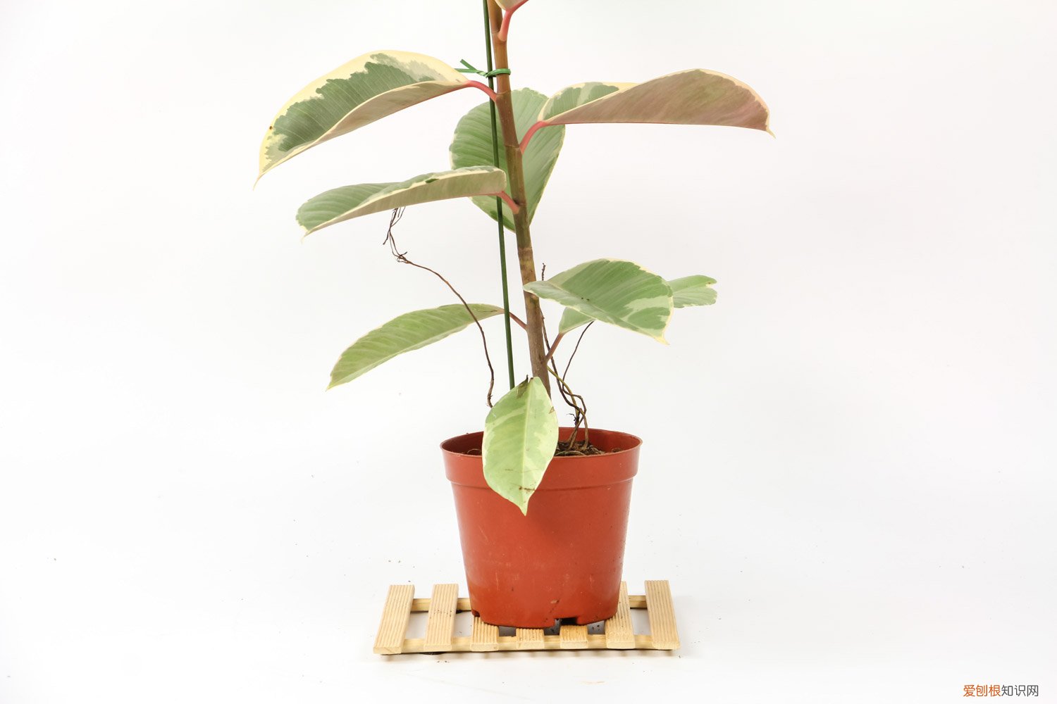 橡皮树叶子黄怎么回事 橡皮树叶子发黄怎么办