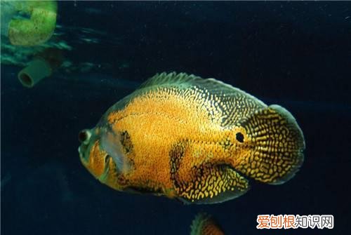 地图鱼能长多大 地图鱼要怎么养